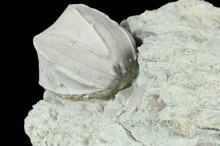 Blastoid (Pentremites) Fossil - Illinois #184108